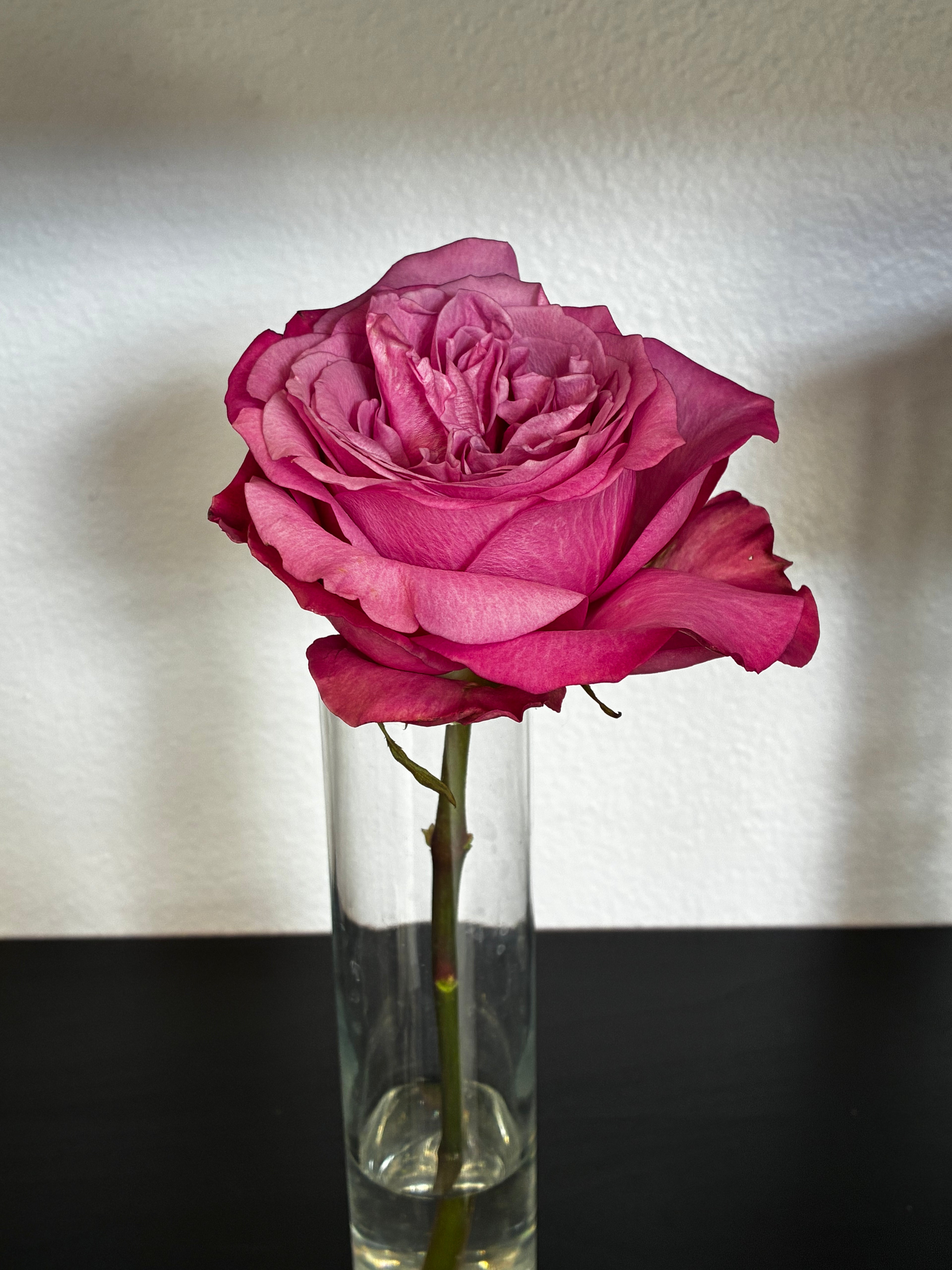 Rose Stem