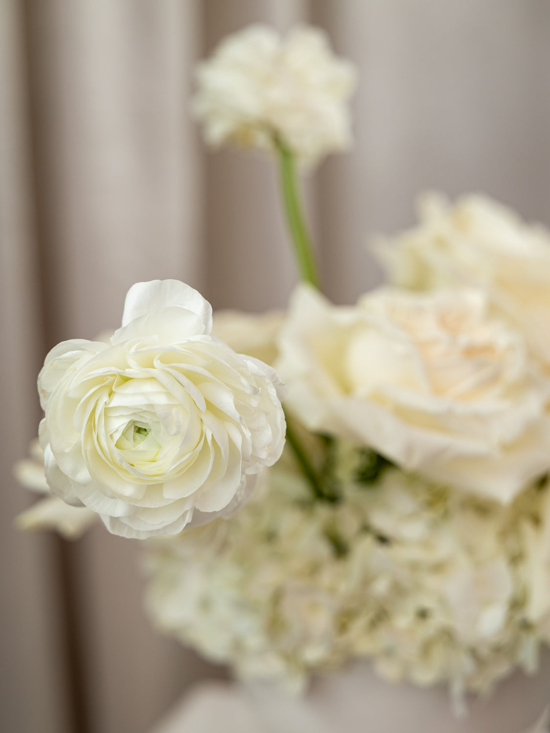 A close-up of a bouquet of white ranunculus and cream-colored flowers with soft, blurred background drapery.