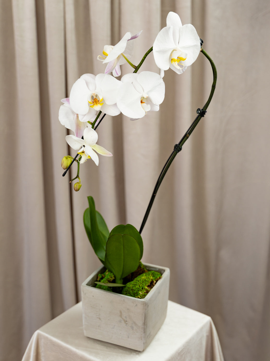 A potted white Phalaenopsis orchid with green leaves and moss in a square concrete-style pot, displayed on a draped table against a beige curtain backdrop.