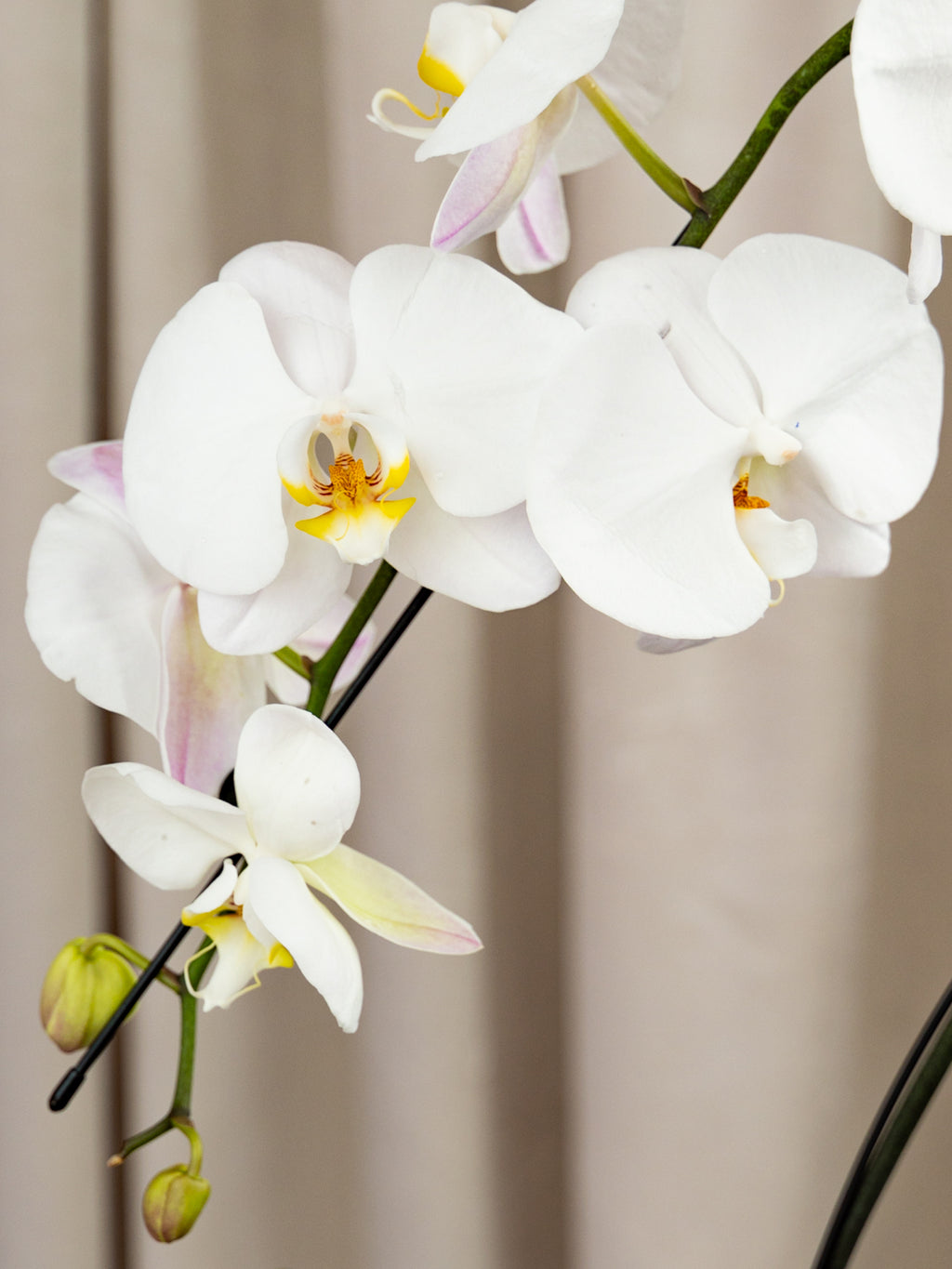 White Phalaenopsis orchid flowers with yellow and pale pink centers on dark green stems, photographed against a soft beige curtain background.
