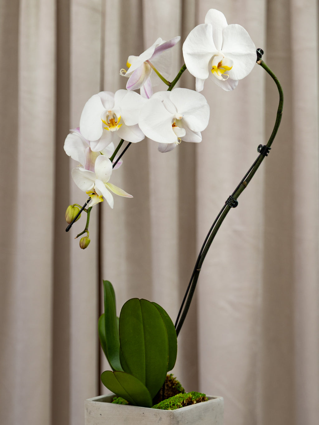 A potted white Phalaenopsis orchid with several blooms and green leaves in a square gray planter, set against a soft beige curtain background.