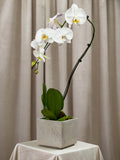 A potted white Phalaenopsis orchid with green leaves and yellow centers, displayed in a square concrete planter on a draped table against a beige curtain backdrop.