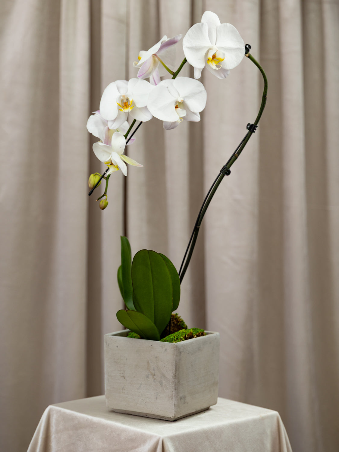 A potted white Phalaenopsis orchid with green leaves and yellow centers, displayed in a square concrete planter on a draped table against a beige curtain backdrop.