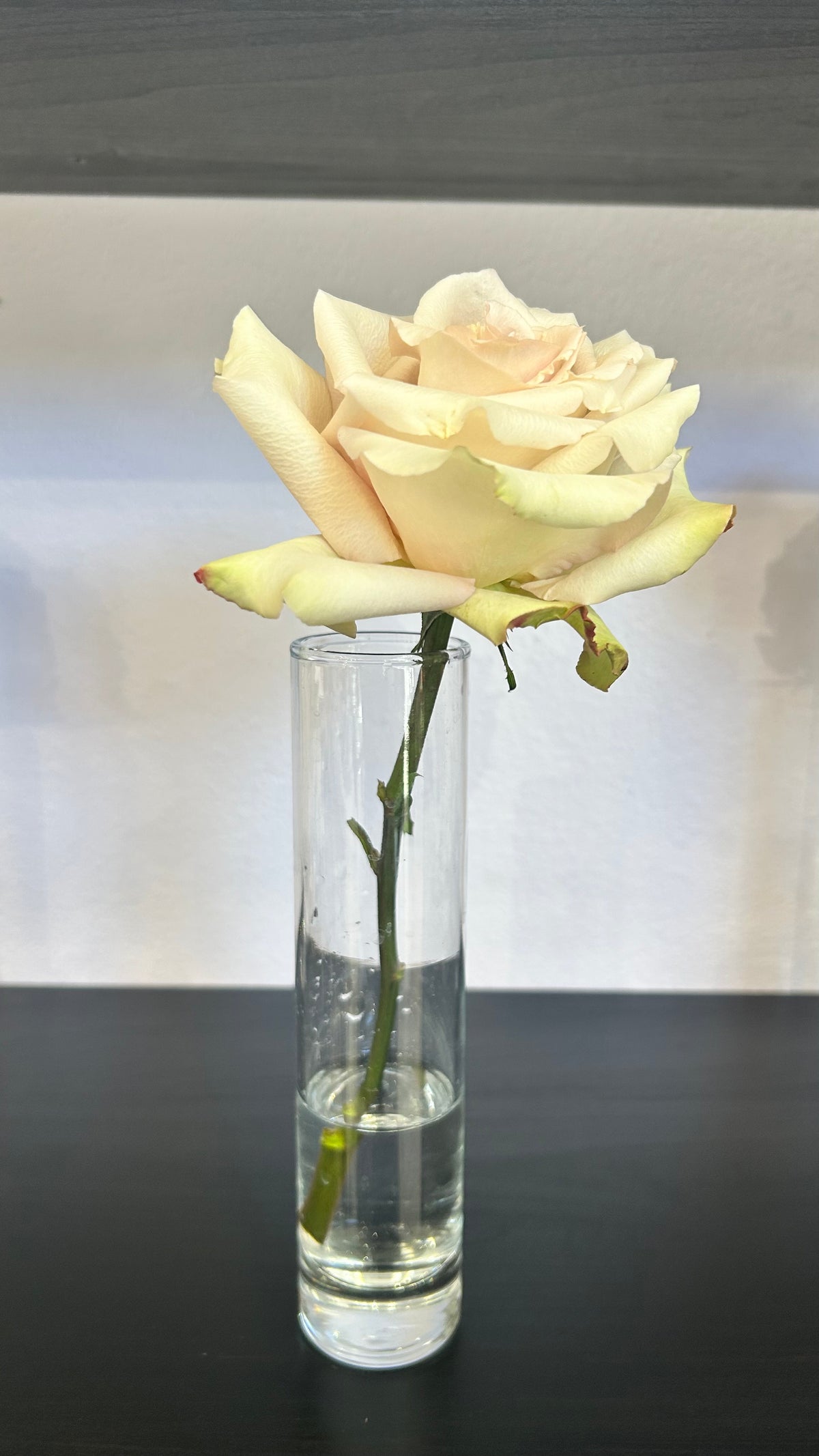 Rose Stem