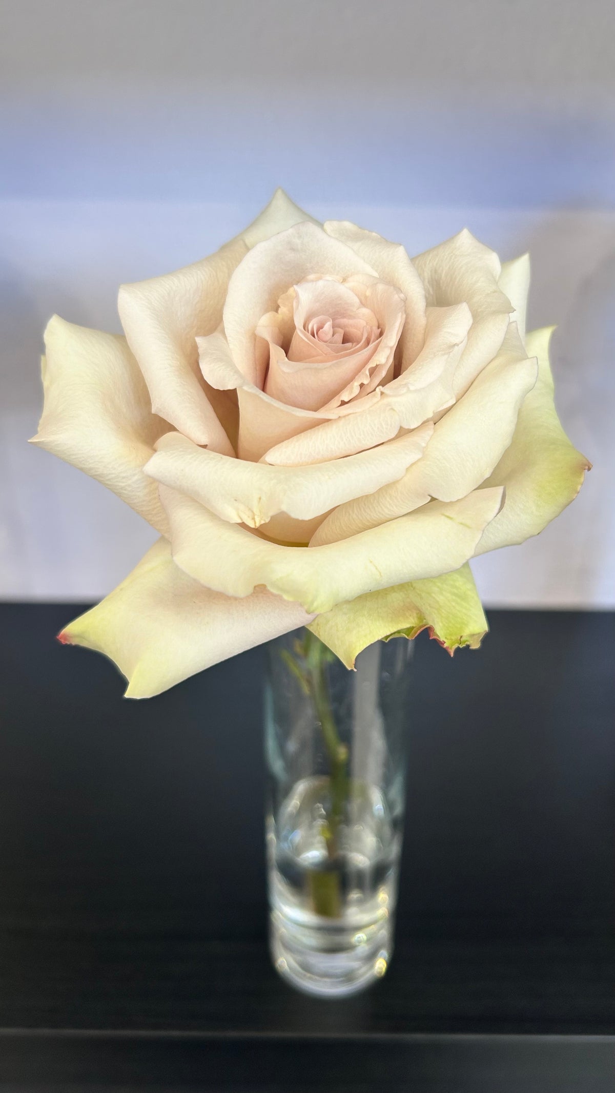 Rose Stem