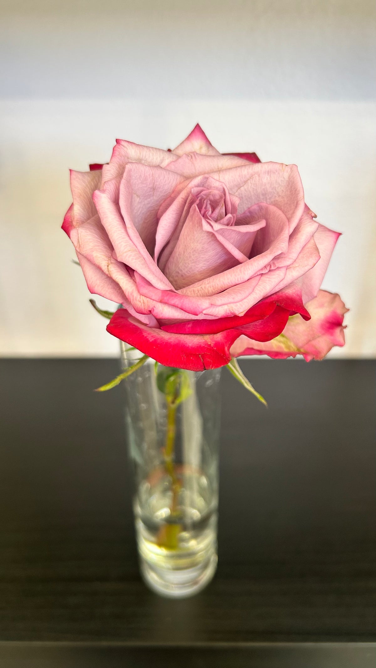 Rose Stem