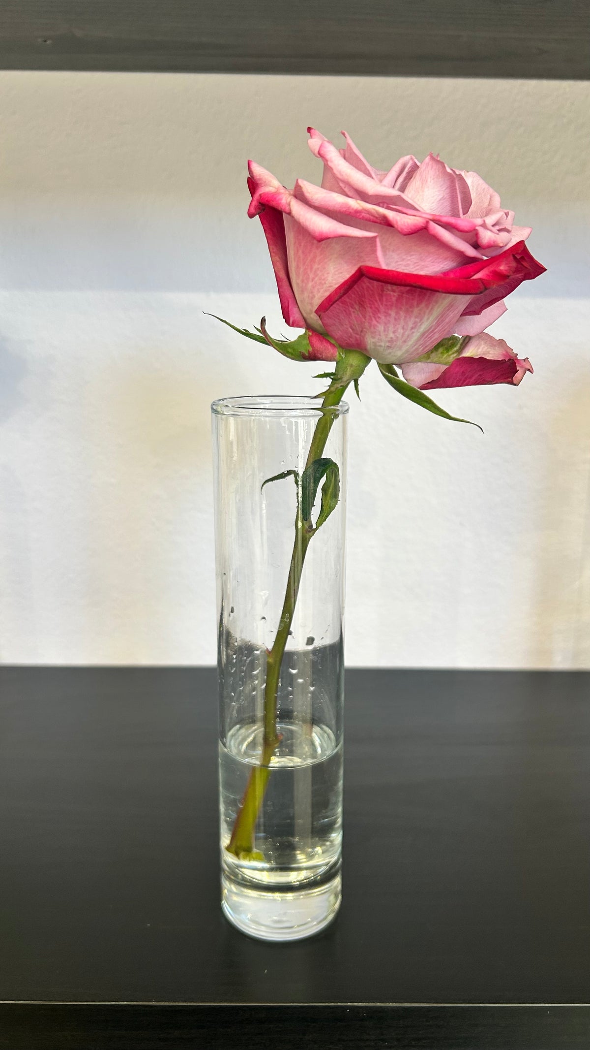 Rose Stem