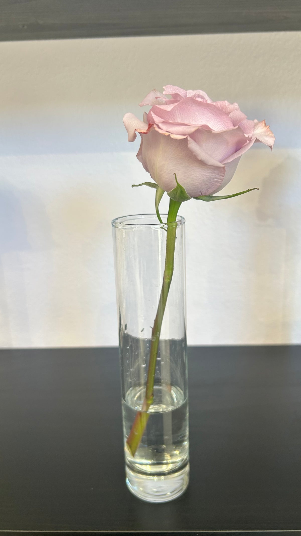 Rose Stem