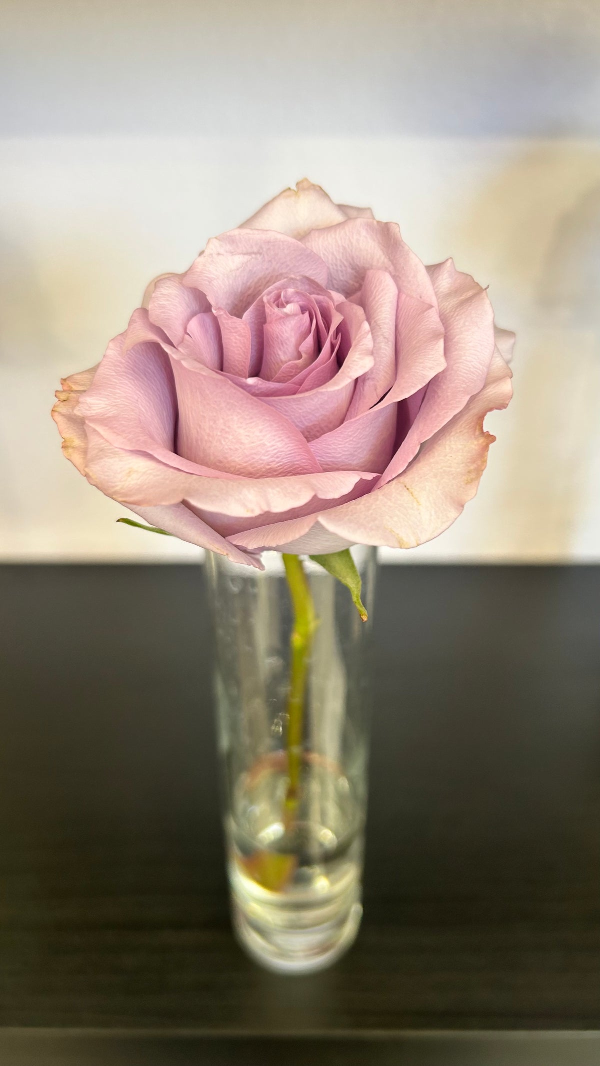 Rose Stem