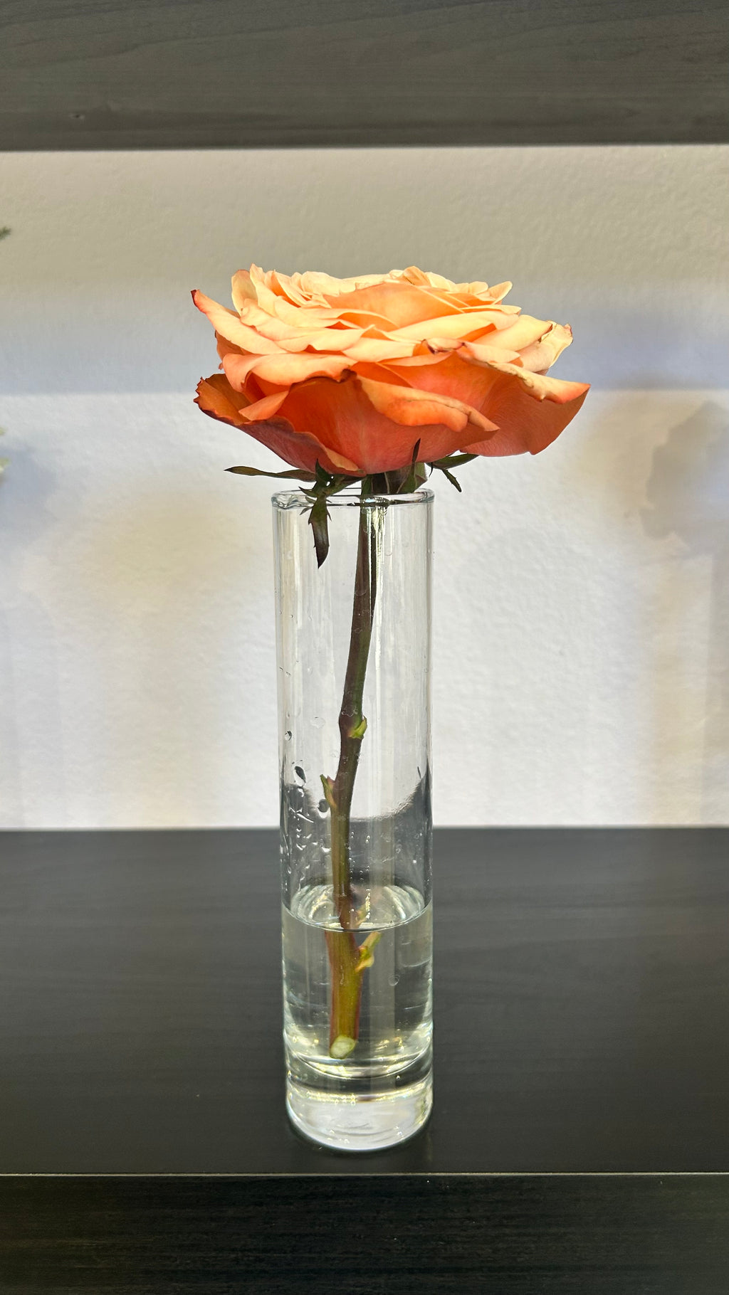 Rose Stem