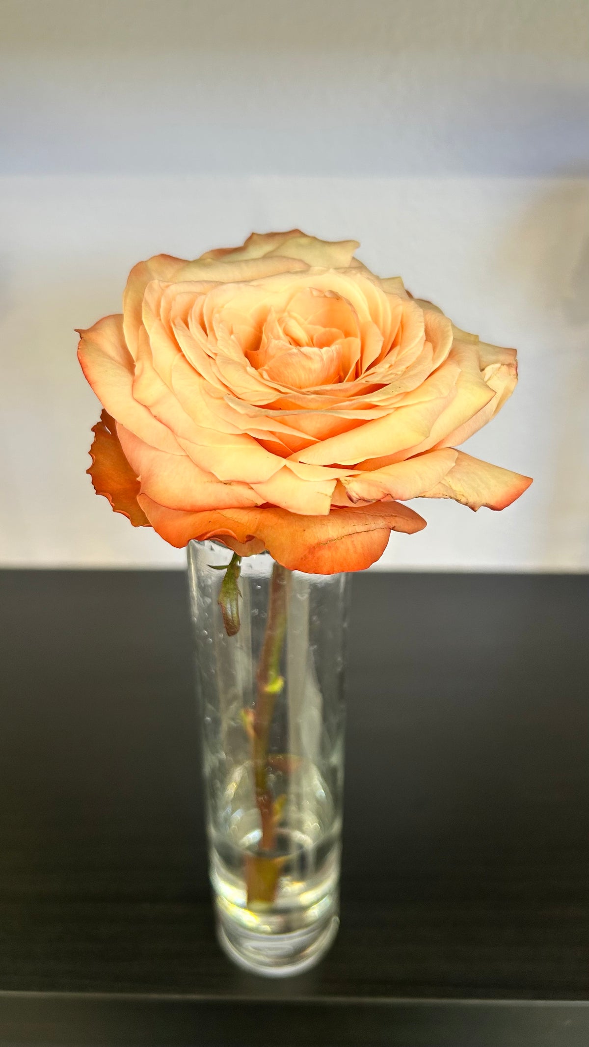 Rose Stem