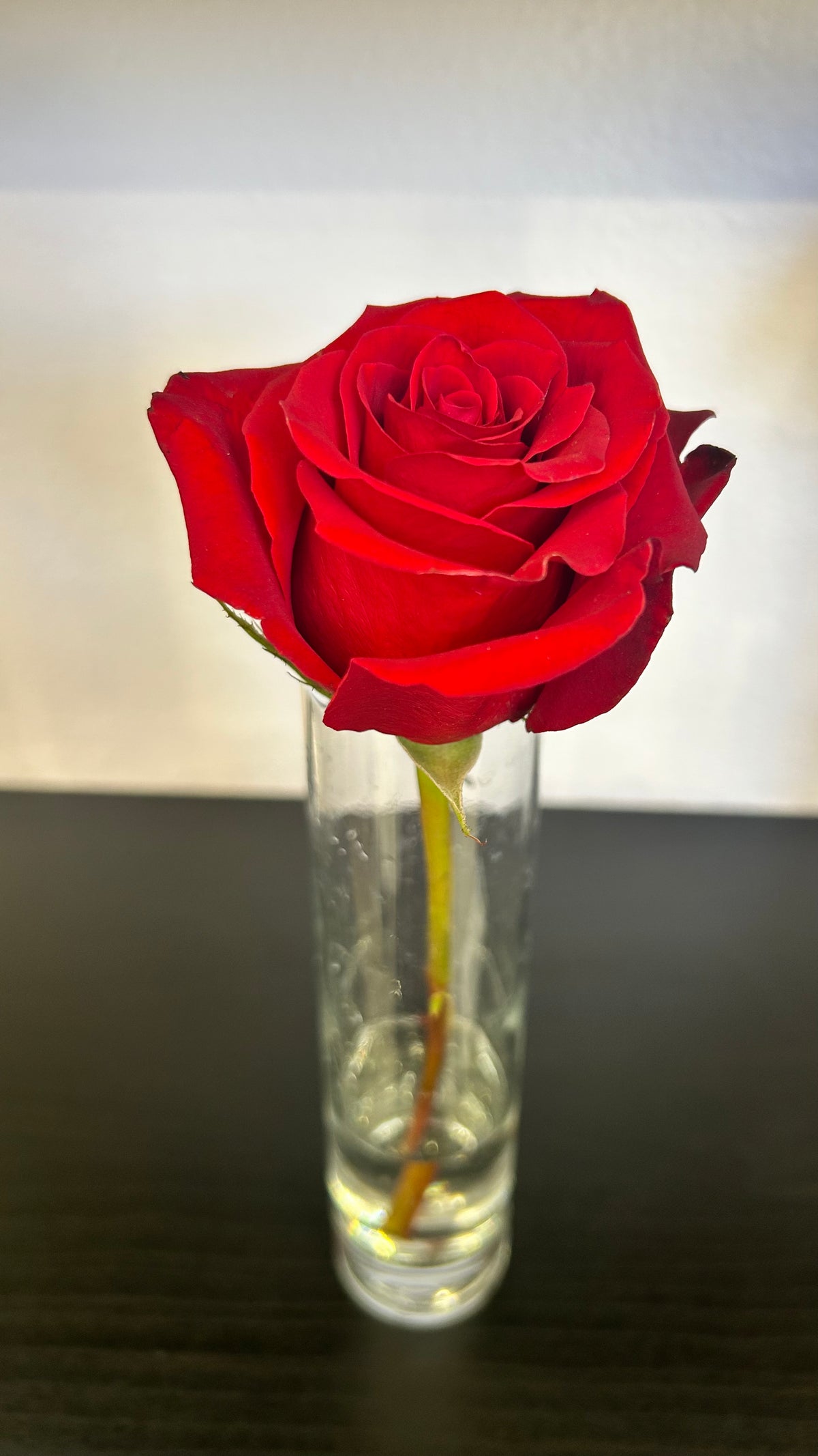Rose Stem
