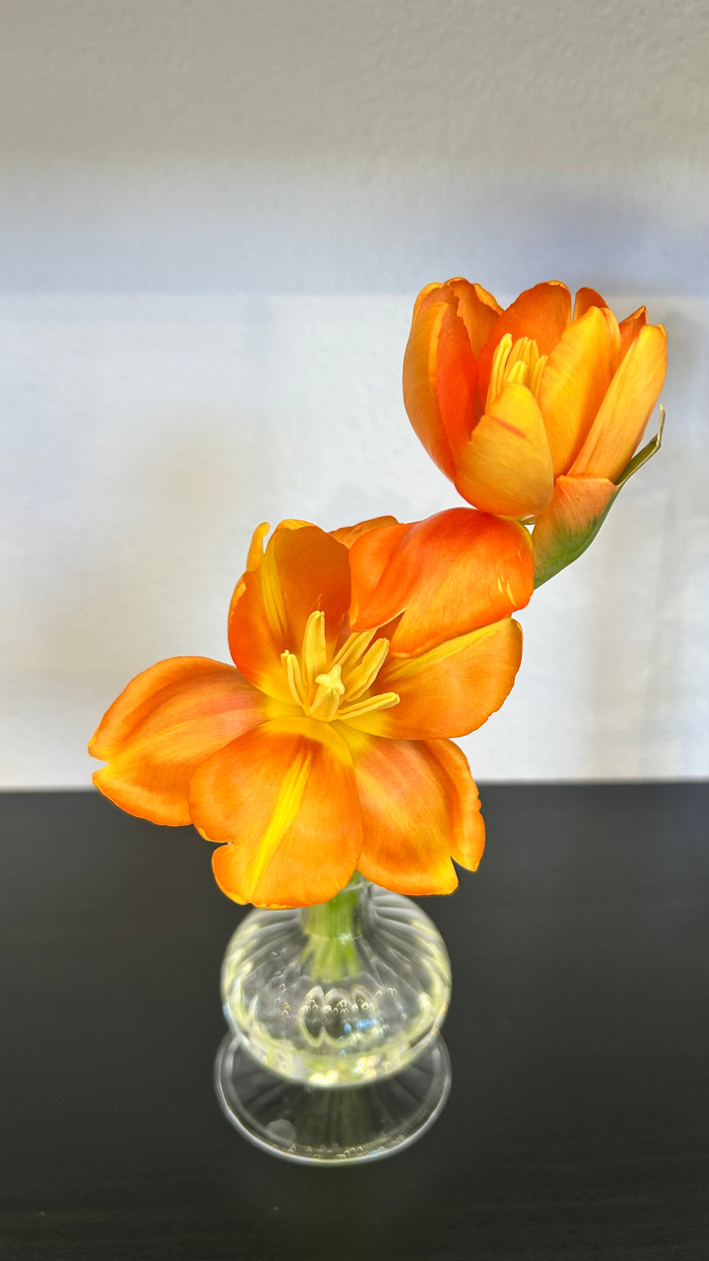 Tulip Stem