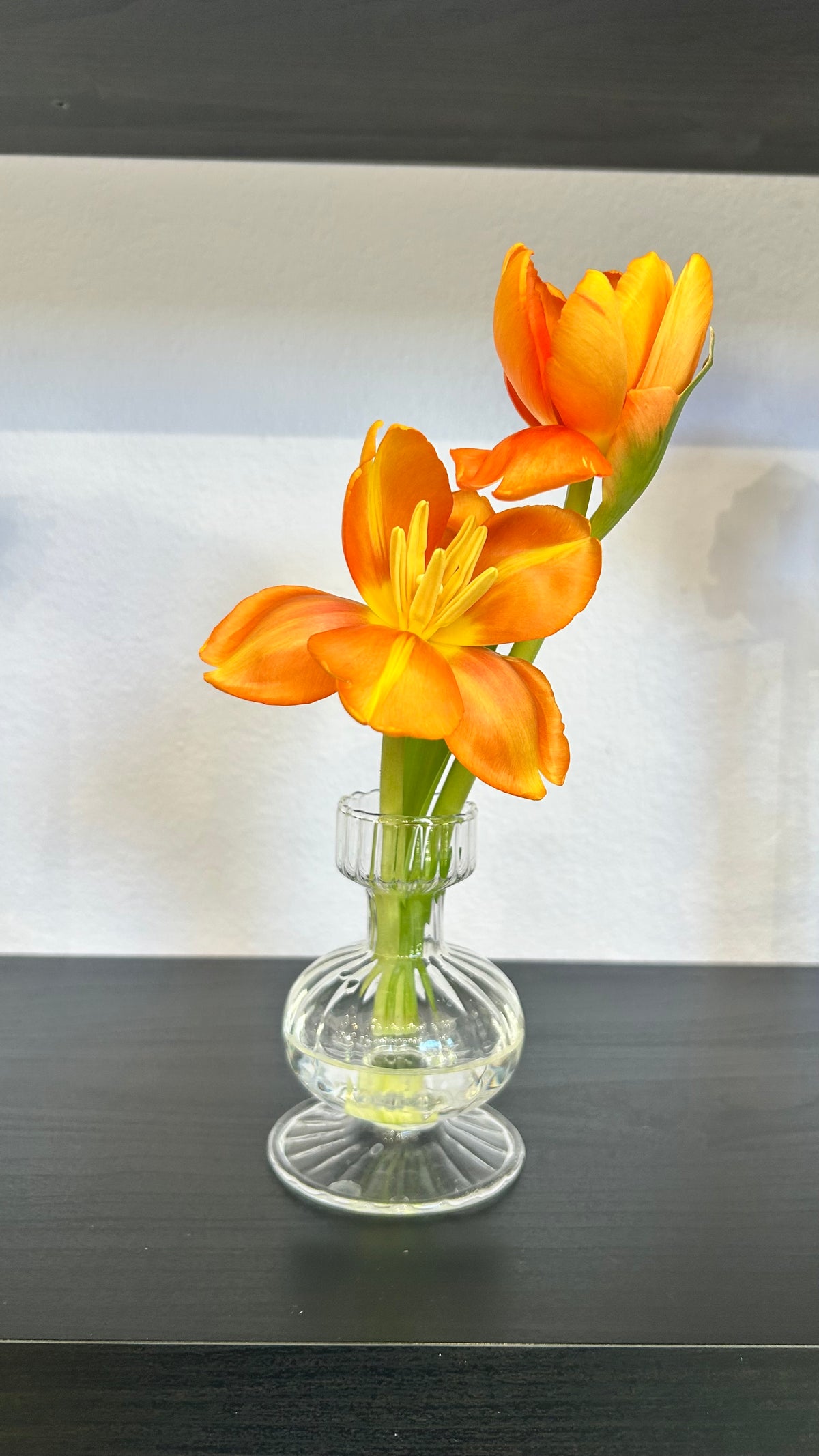Tulip Stem