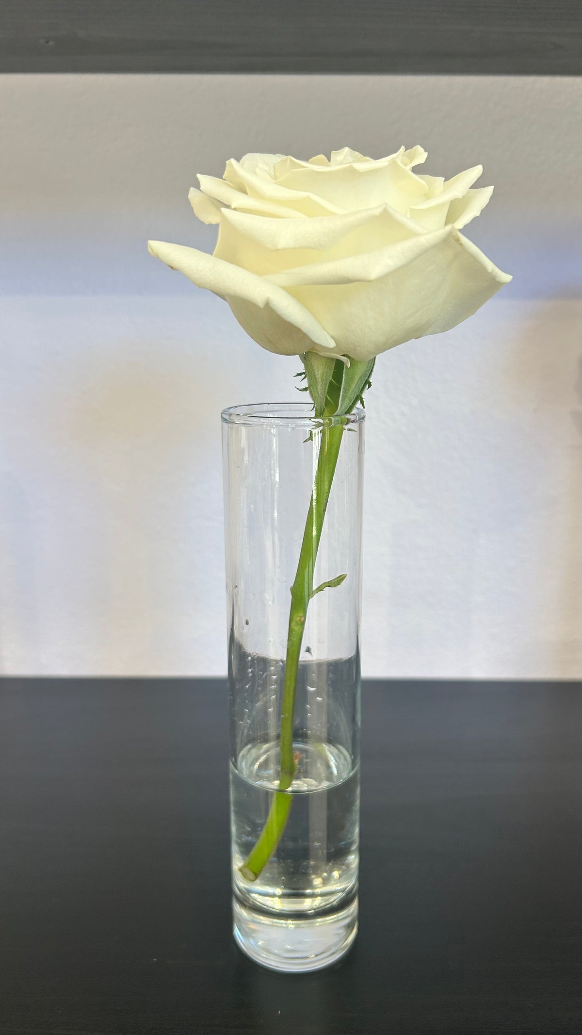 Rose Stem