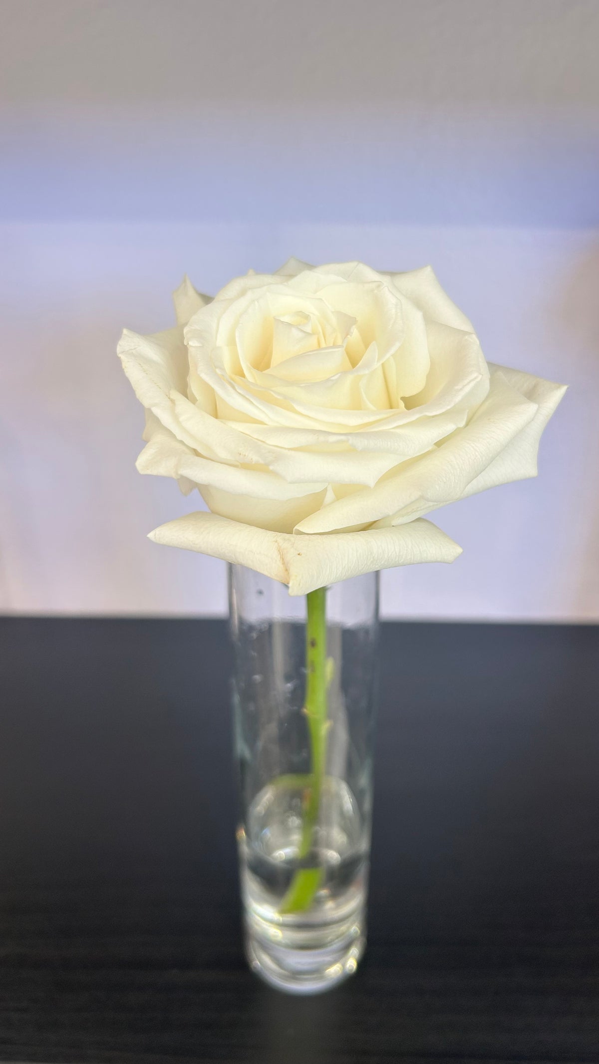 Rose Stem
