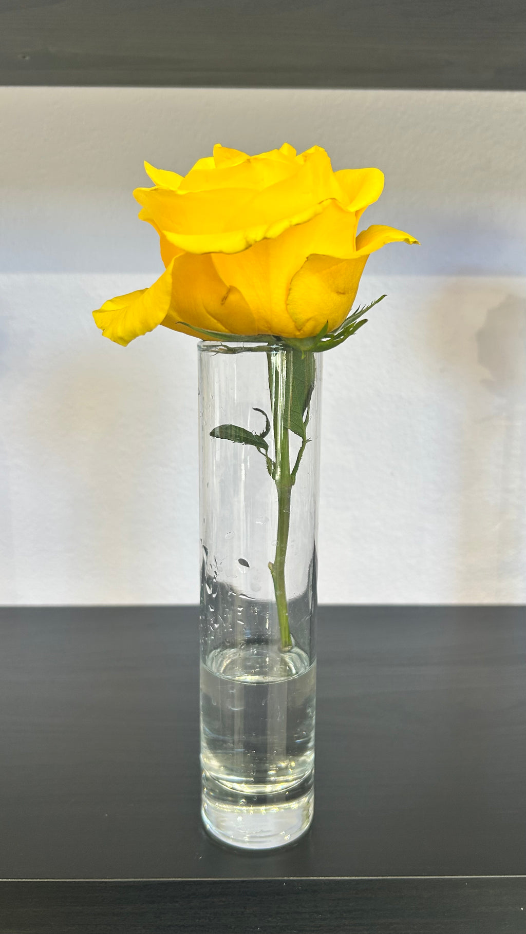 Rose Stem