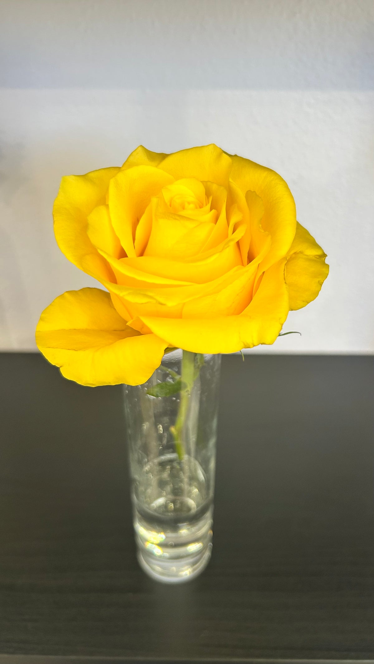 Rose Stem
